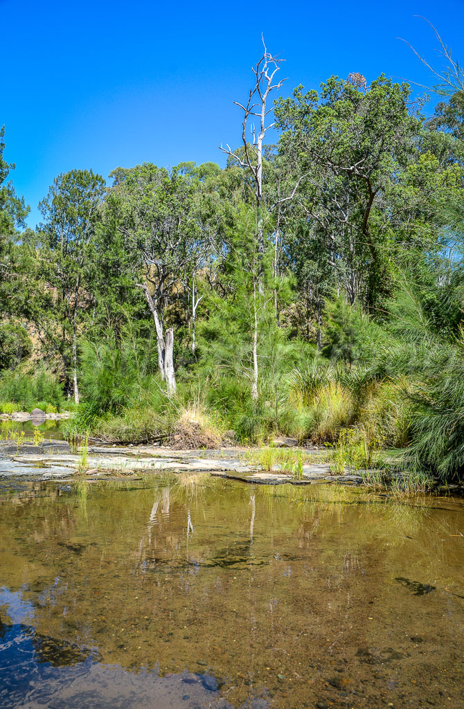 otti-20161229-Killarney-creek-trees-DSC_8059.jpg