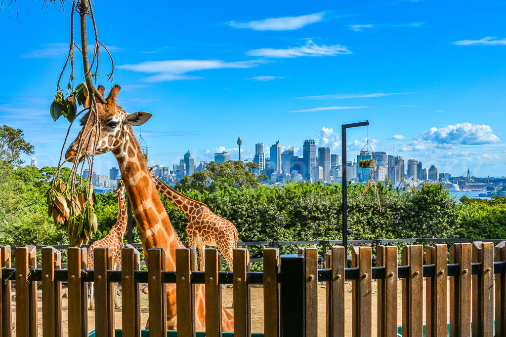 otti-20150402-giraffe-sydney-skyline-DSC_2483.jpg