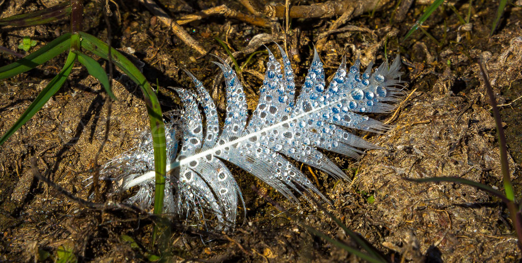 otti-20160809-wivenhoe-feather1-dsc-6129.jpg