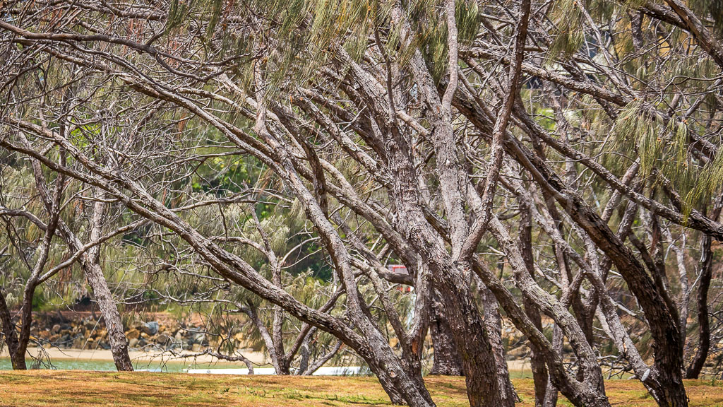 otti-20170226-Maroochy-trees-P1010090.jpg