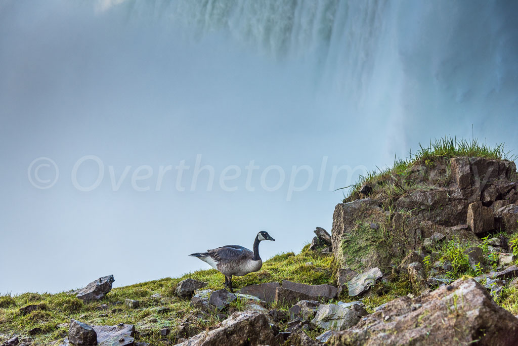 otti-20170704-cleargoose-falls-niagara-OTT_7742.jpg