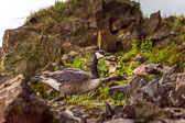 otti-20170704-goose-below-cliff-niagara-OTT_7747.jpg