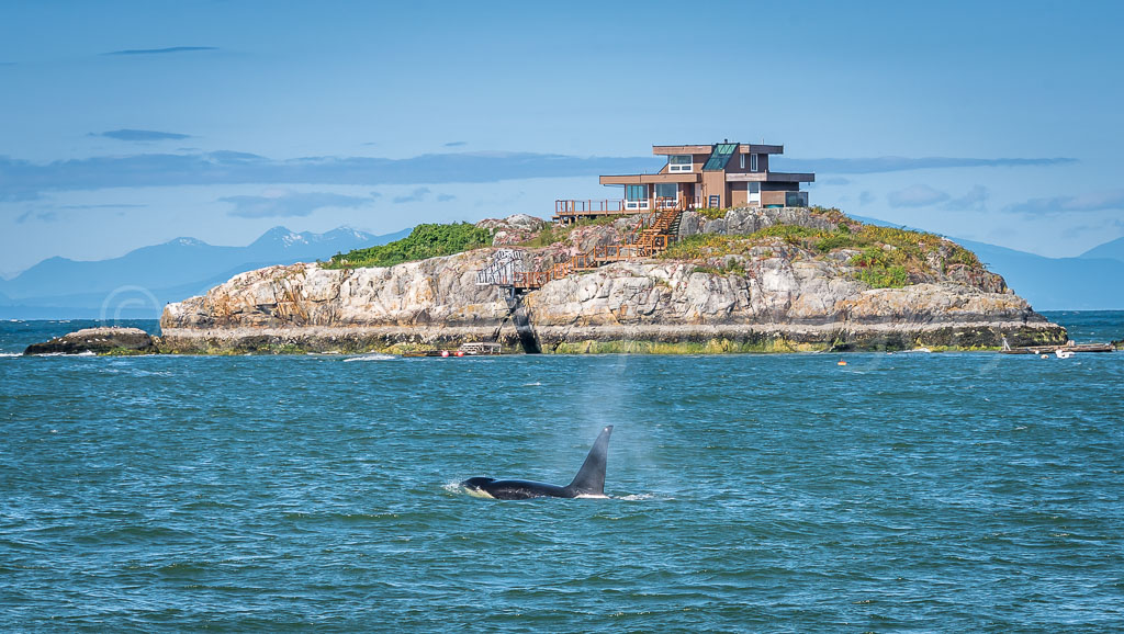 otti-20170630-bull-orca-island-home-vancouver-OTT_5882.jpg