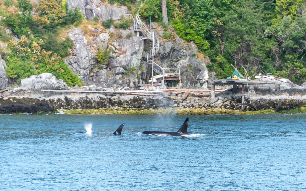 otti-20170630-orca-cliff-stairs-vancouver-OTT_5861.jpg