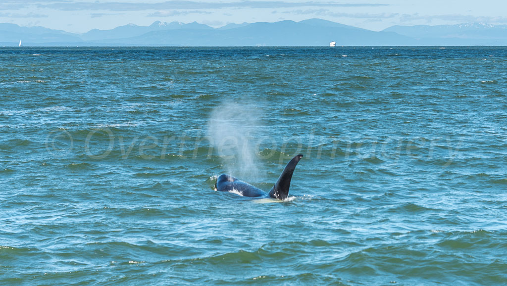 otti-20170630-orca-male-blowhole-vancouver-OTT_5914.jpg