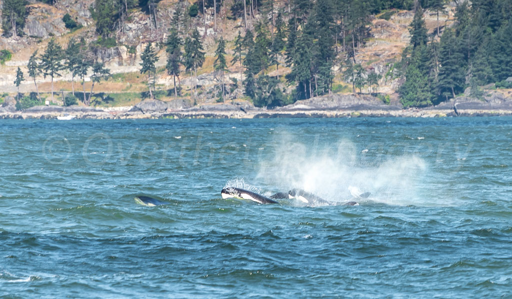 otti-20170630-orcas-beach-vancouver-OTT_5926.jpg