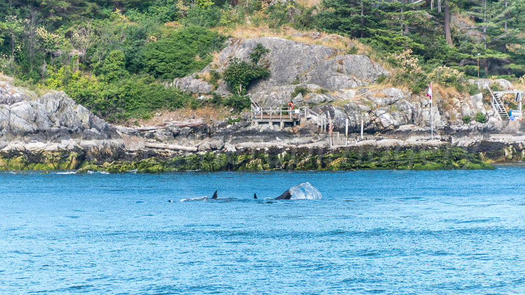 otti-20170630-orcas-jetty-vancouver-OTT_5836.jpg