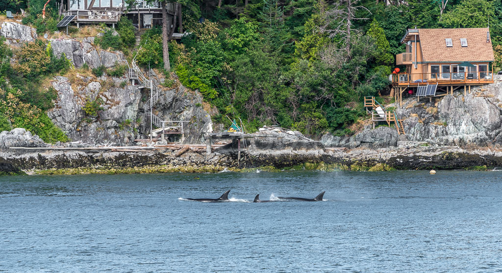 otti-20170630-orcas-redhouse-vancouver-OTT_5858.jpg