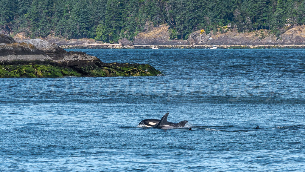 otti-20170630-orcas-vancouver-OTT_5826.jpg