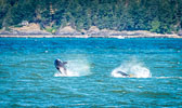 otti-20170630-orca-breaching-vancouver-OTT_5938.jpg