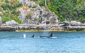 otti-20170630-orca-cliff-stairs-vancouver-OTT_5861.jpg