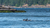 otti-20170630-orcas-vancouver-OTT_5826.jpg