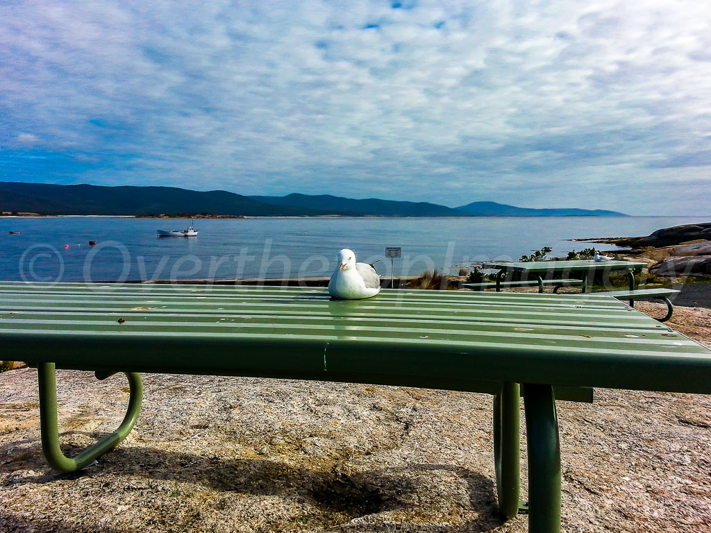 otti-20140307-tasmania-seagull-95359.jpg